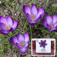 DAMUNE Safranfäden Premium, 1g